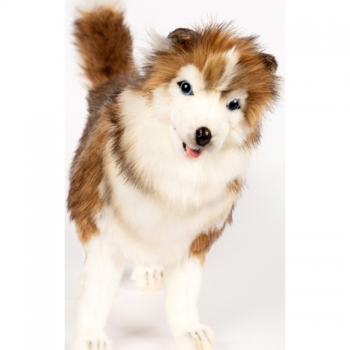 Siberian Husky 40cmL Plush Soft Toy by Hansa